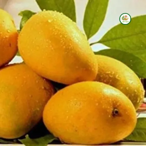 BARI 11 Mango