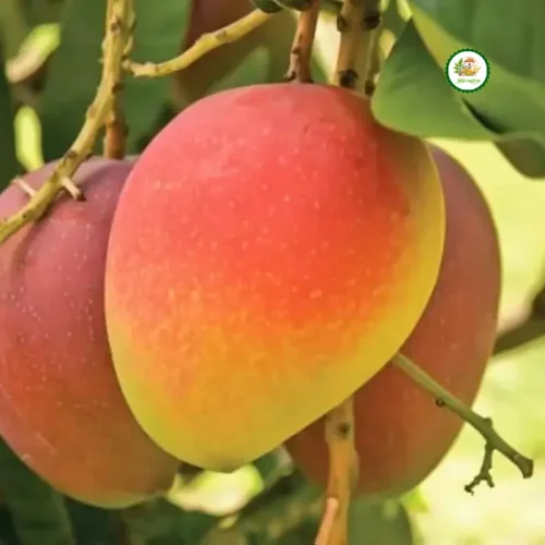 Bari-4 Mango