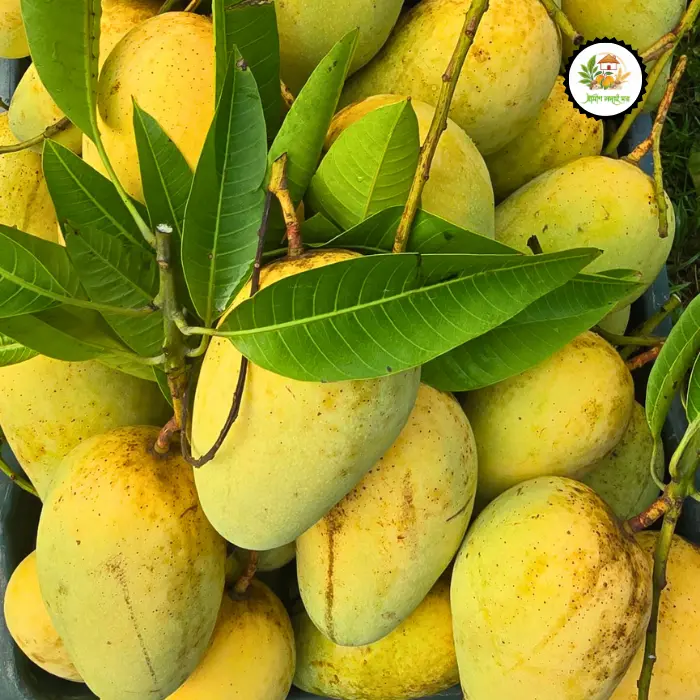 Katimon Mango