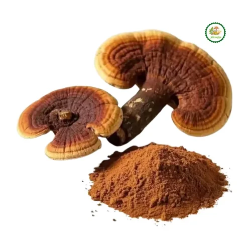 Powder Ganoderma Mushroom