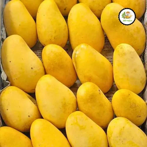 katimon mango