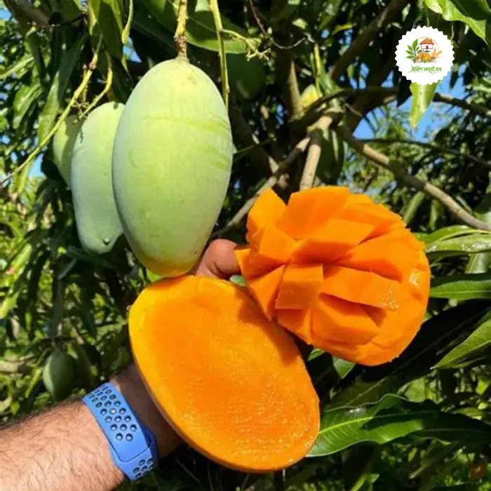 কাটিমন আম mango